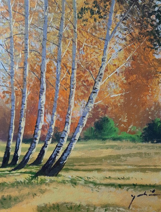 Autumnal birch trees