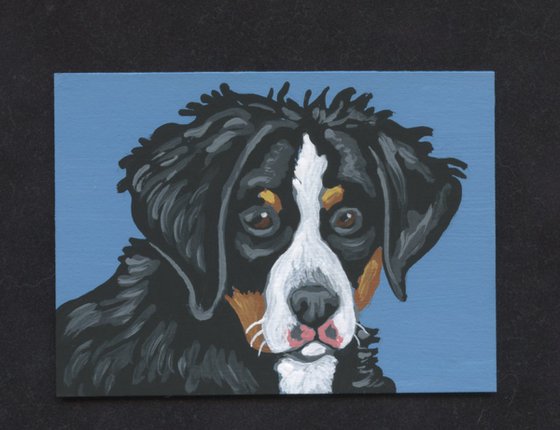 ACEO ATC Original Miniature Painting Bernese Mountain Puppy Pet Dog Art-Carla Smale