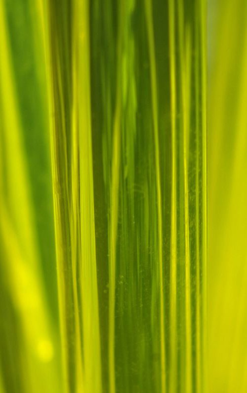 Green Glass Blades by Marc Ehrenbold