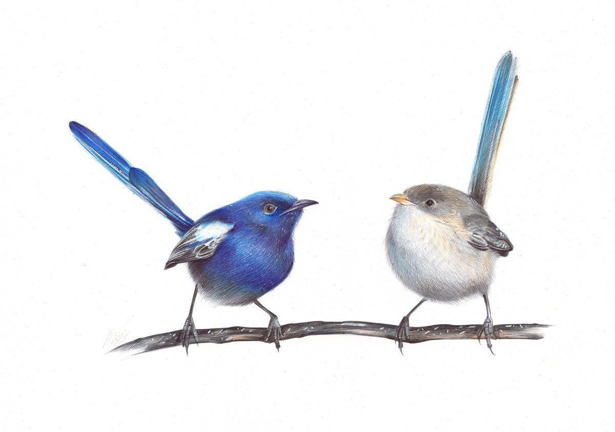 Photorealistic Animal Drawing By Daria Maier, 13 X 9, White-Winged Fairywren, Original Artwork