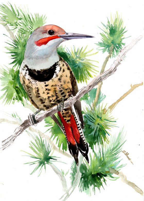 Northern Flicker