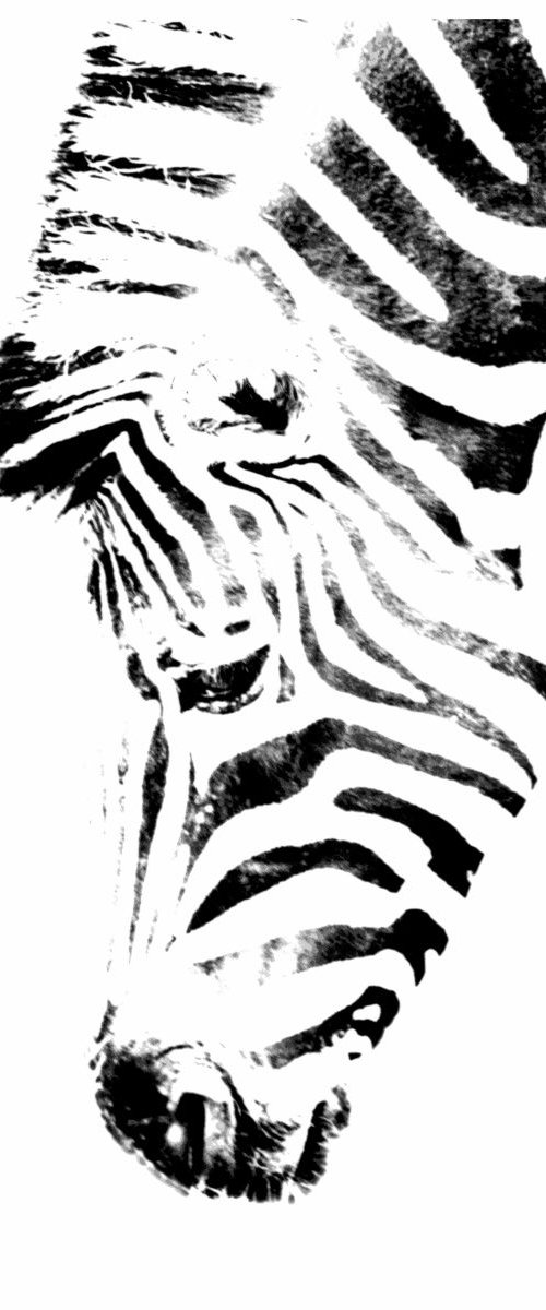Zebra II by Neil Hemsley