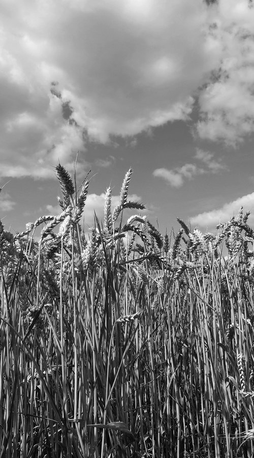 Wheatfield at Auvers 3 by Alex Cassels