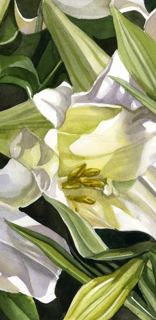 easter lilies watercolor floral by Alfred  Ng