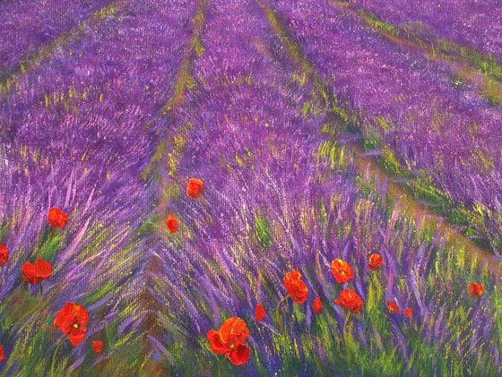Lavender Provence