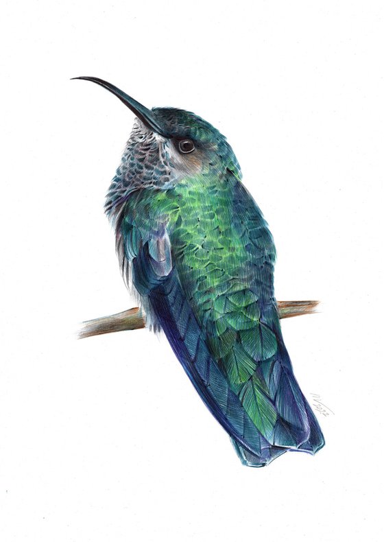 Ruby-throated Hummingbird - Bird Portrait