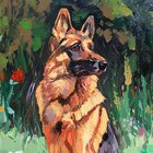 German Shepherd