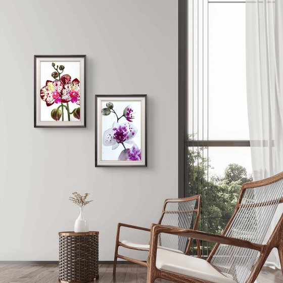 Twin Wild Orchid Purple