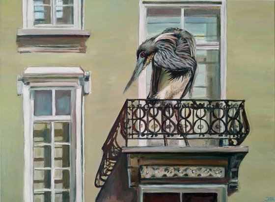 Grey Heron In Balcony
