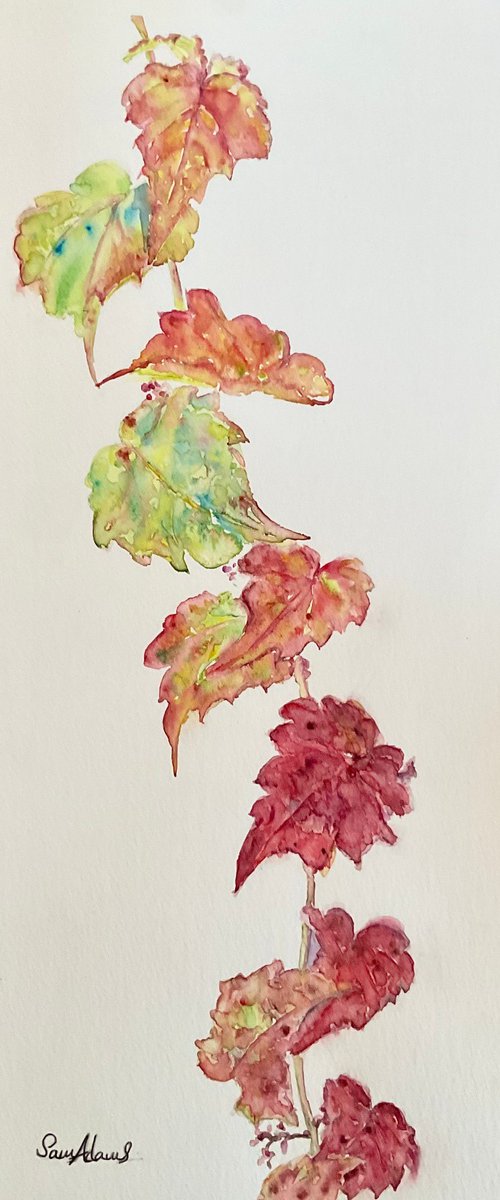 Autumn vine leaves by Samantha Adams