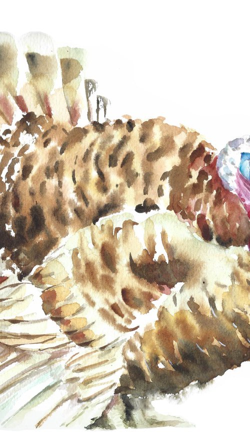 Turkey farm bird watercolor illustration by Tanya Amos