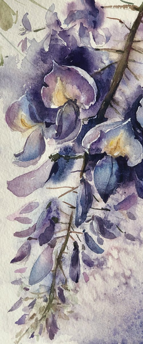 Wisteria#2 by Larissa Rogacheva