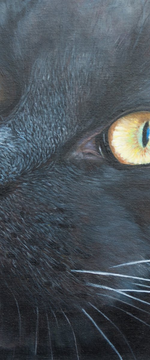 Black cat face by Norma Beatriz Zaro
