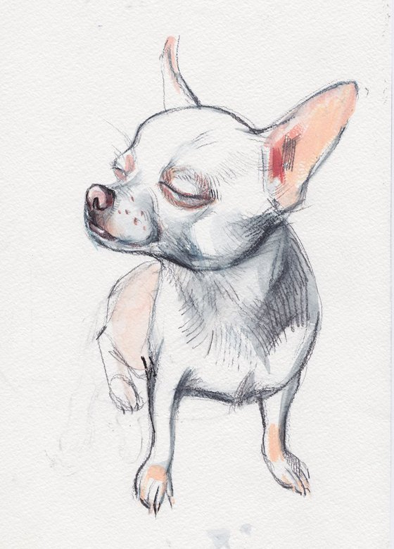 DOG - Chihuahua