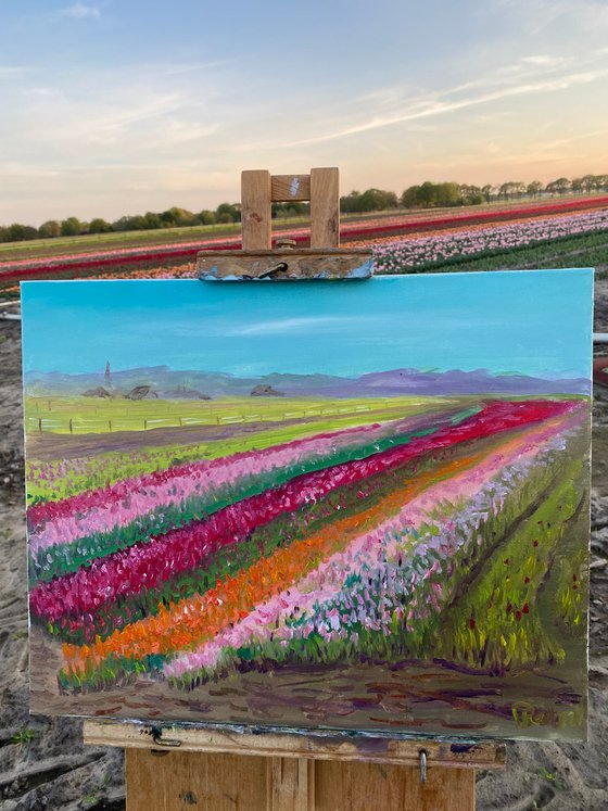 Dutch tulip season