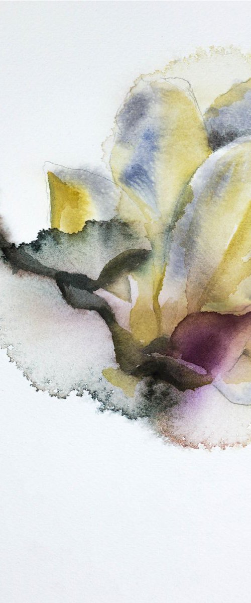 Magnolia Study No. 2 by Elizabeth Becker