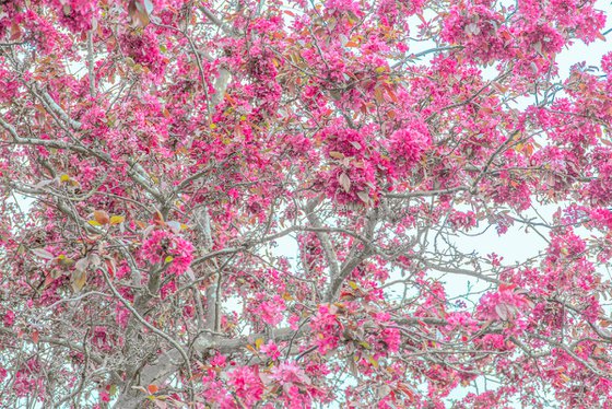 Blossom III