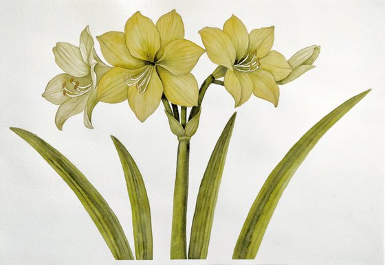 Yellow Amaryllis
