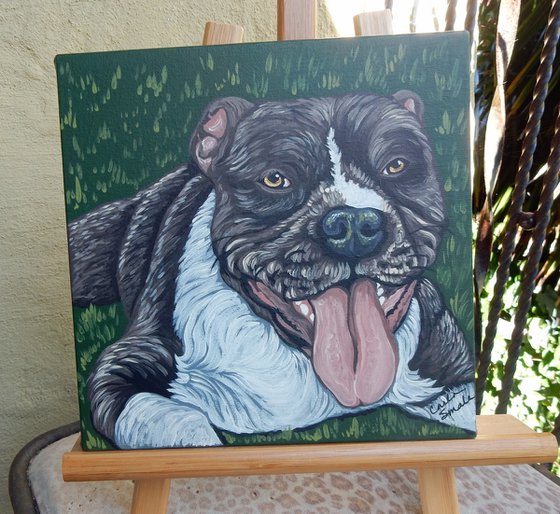 Pit Bull Pet Dog