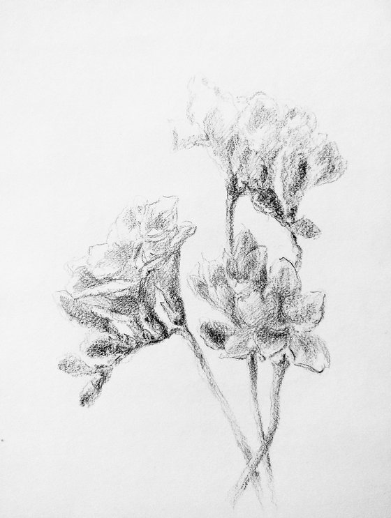 Freesias #1. Original pencil drawing.