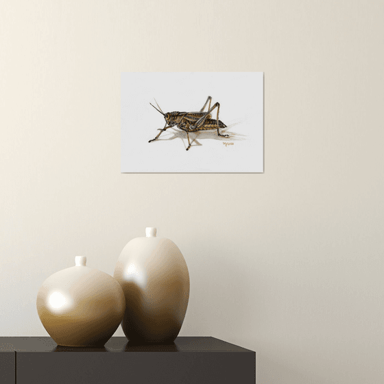Grasshopper/Insect Series