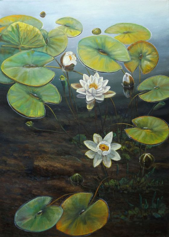 Water Lilies