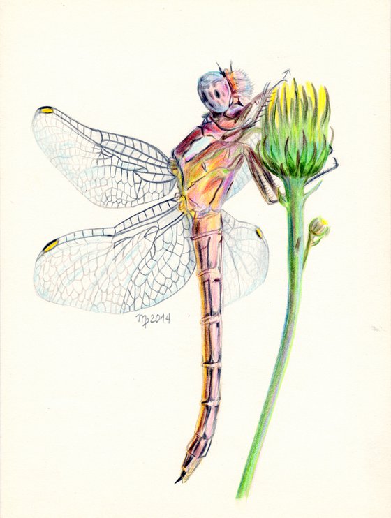 Dragonfly/Insect Series
