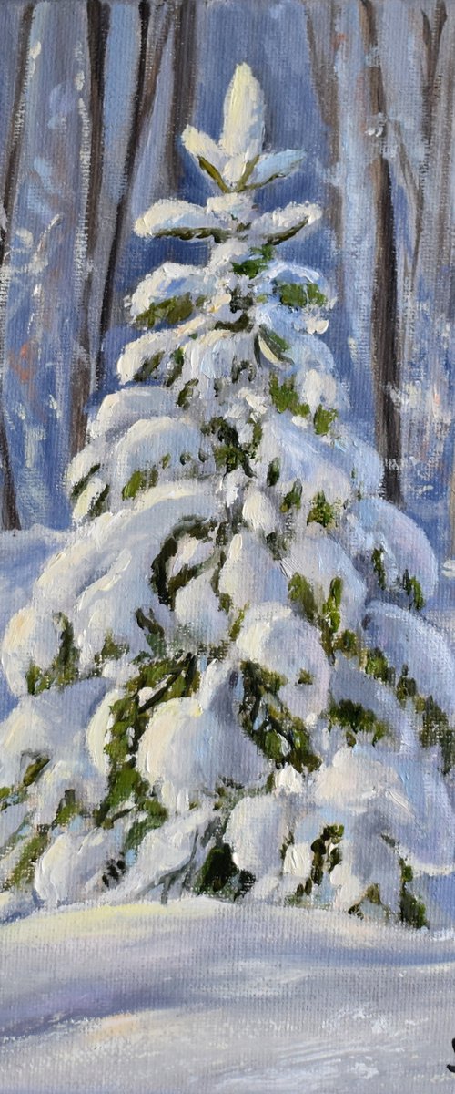 A Small Spruce Tree by Yulia Nikonova