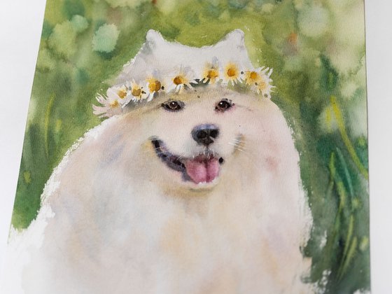 Samoyed dog portrait in a wreath of daisies