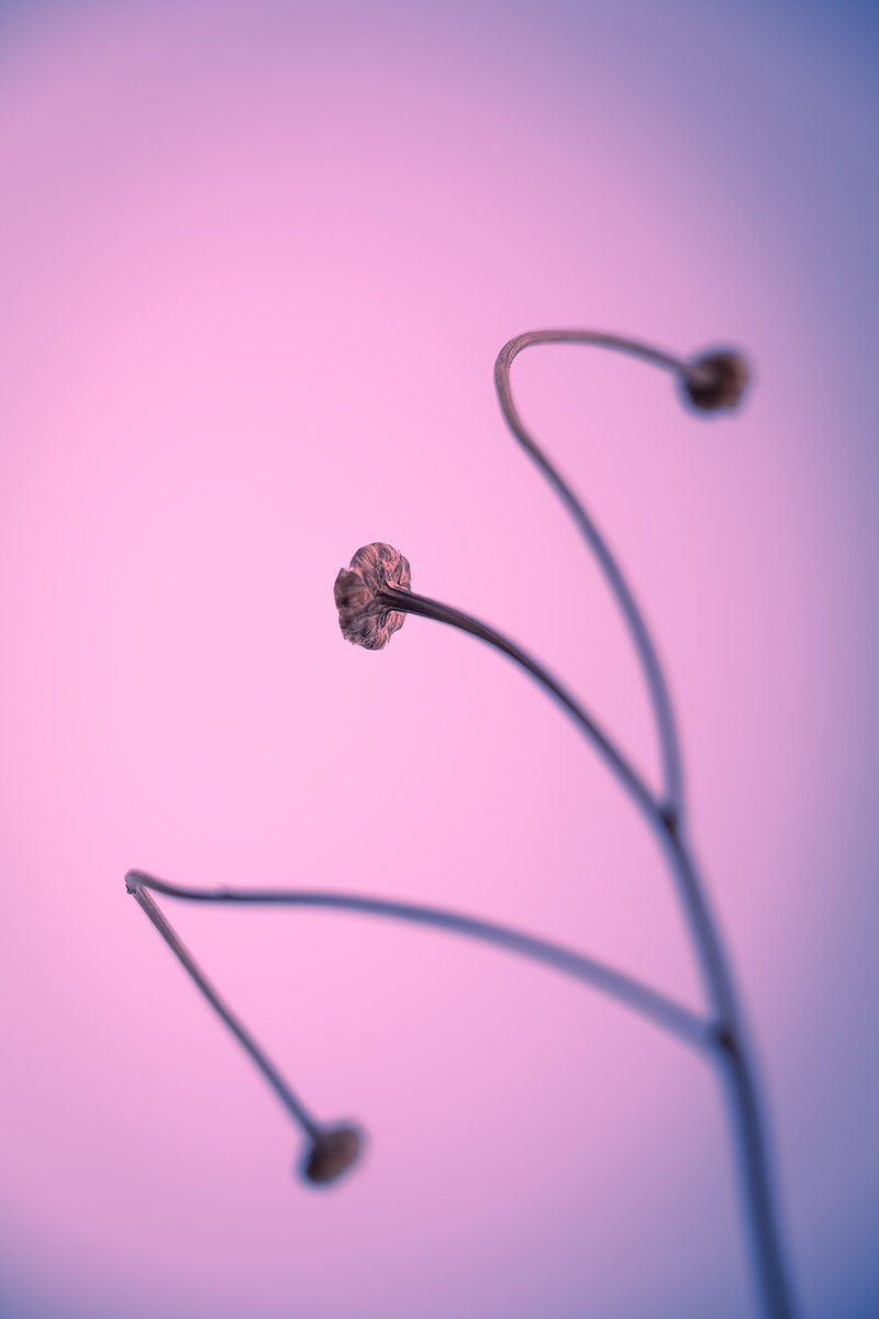 Botanical Photograph By Tal Paz-Fridman, 24 X 33", In Light Of Current Events Vi, Original Artwork