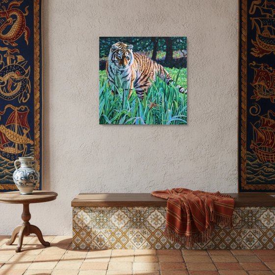 Amur Tiger - First Encounter
