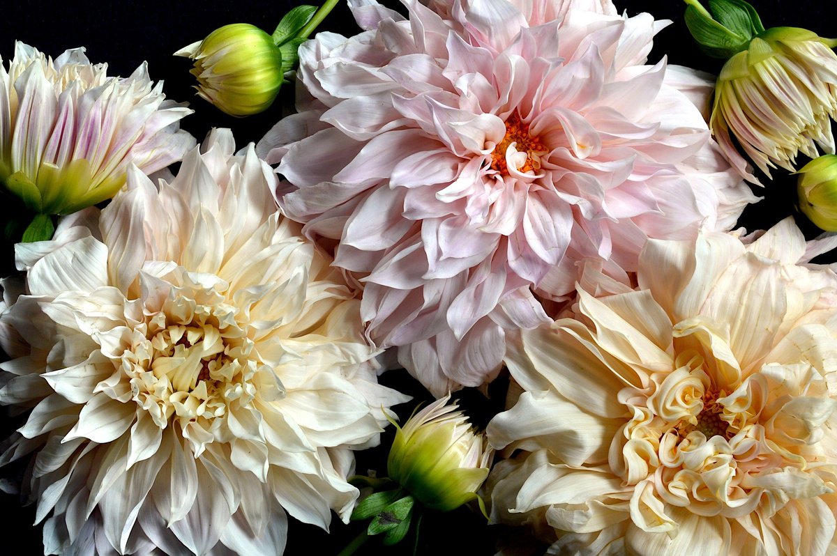 Dahlias - Strawberries & Cream by Nadia Culph