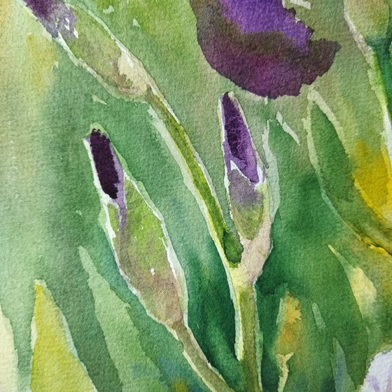 Grace of iris