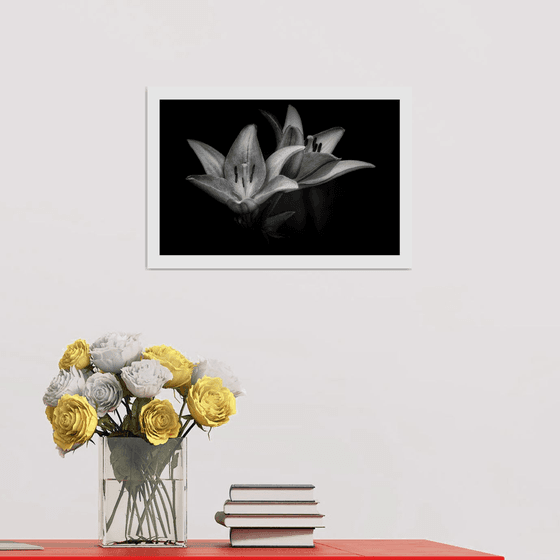 Lily Blooms Number 2 - 15x10 inch Fine Art Photography Limited Edition #1/25