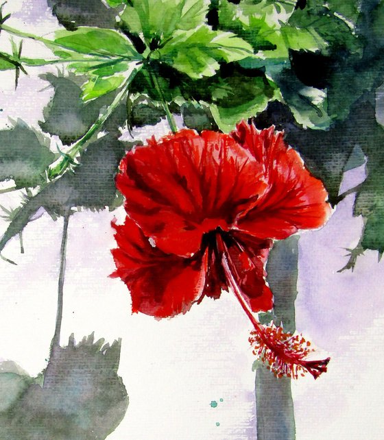 Hibiscus