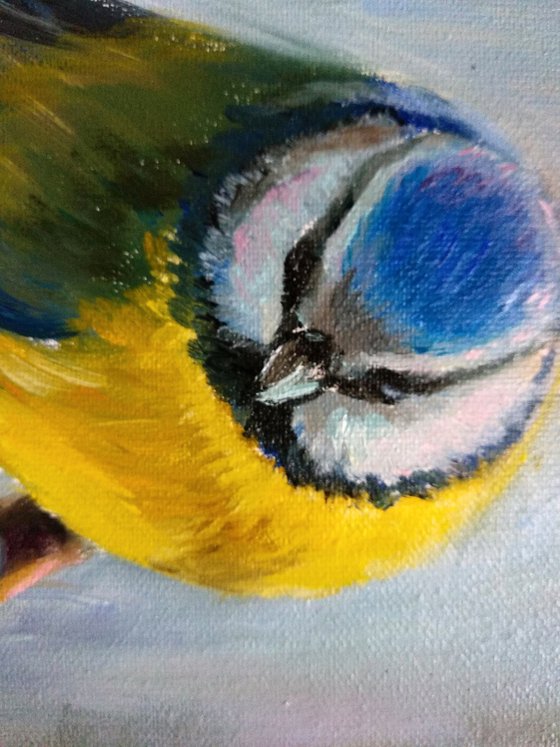 Blue Tit