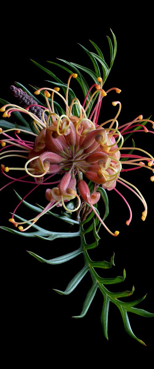 Grevillea Superb by Nadia Culph