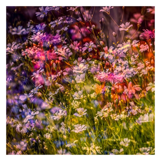 Summer Meadows #8. Limited Edition 1/25 12x12 inch Abstract Photographic Print.