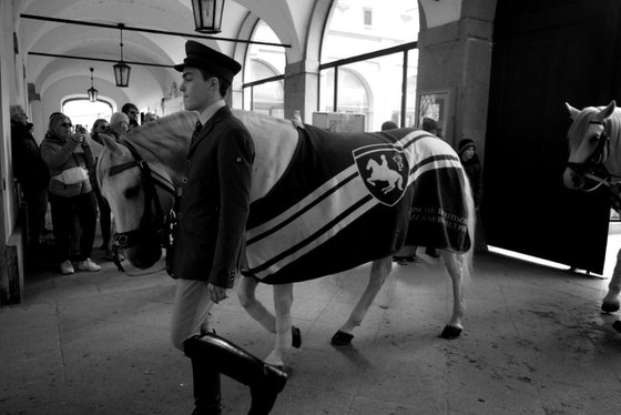 Lipizzan Stallion in Vienna "