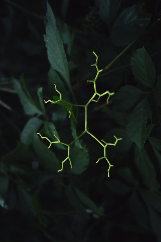 Biological Fractal