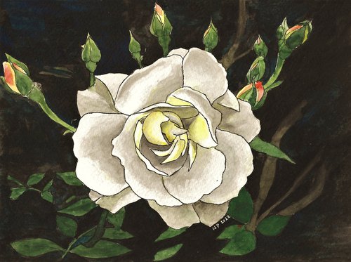 WHITE ROSE by Nives Palmić