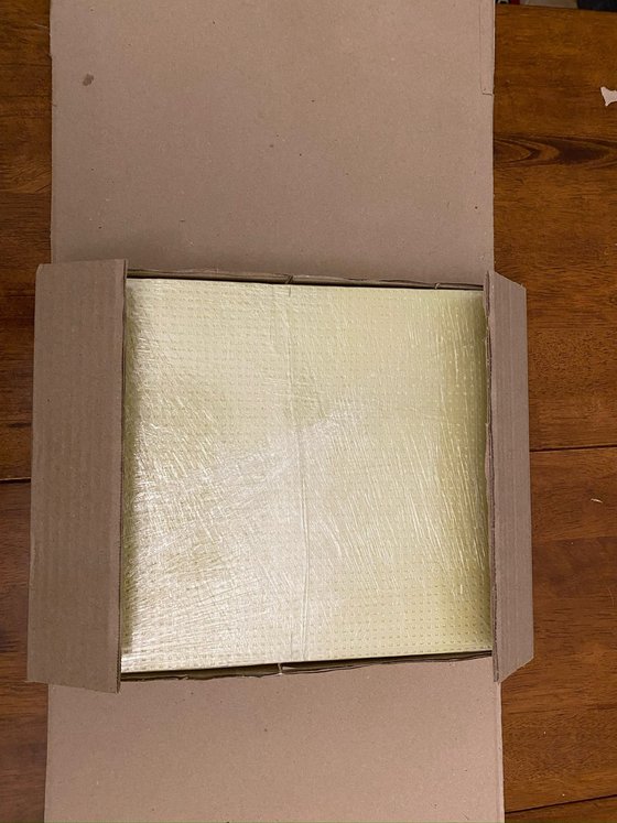 Grey-cheeked hornbill