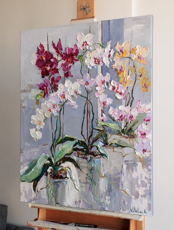 Blooming Colorful Orchids