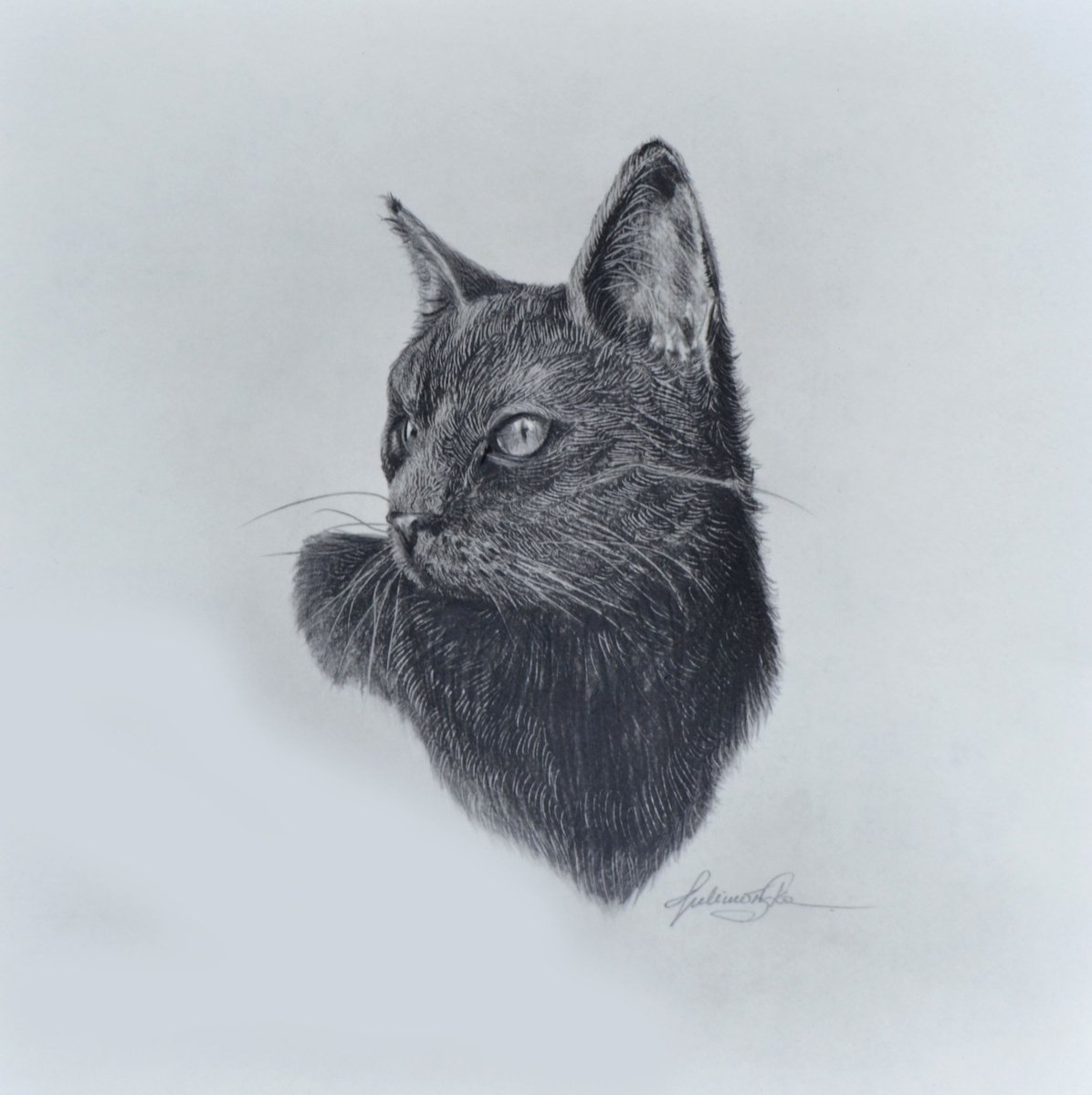 Black cat by Maja Tulimowska - Chmielewska