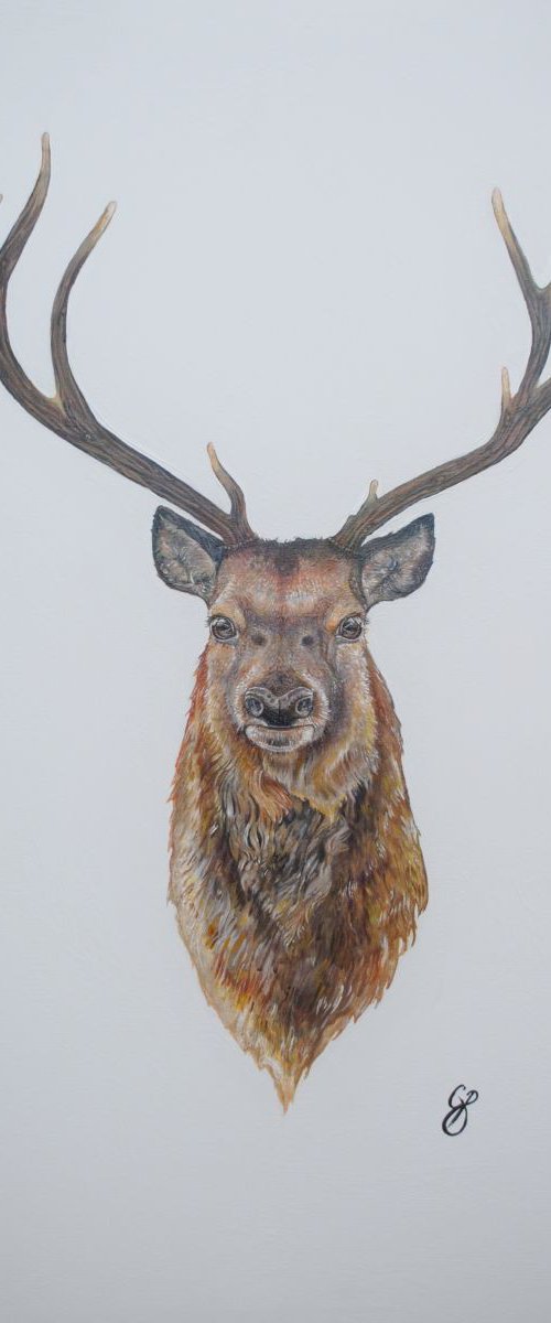 Stag by Ceri Baker
