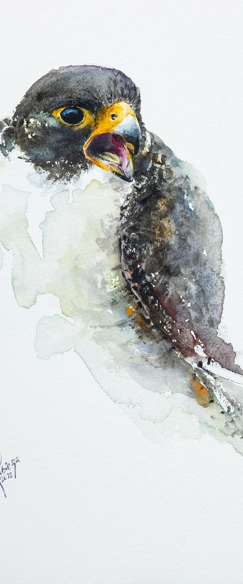 Peregrine falcon by Andrzej Rabiega