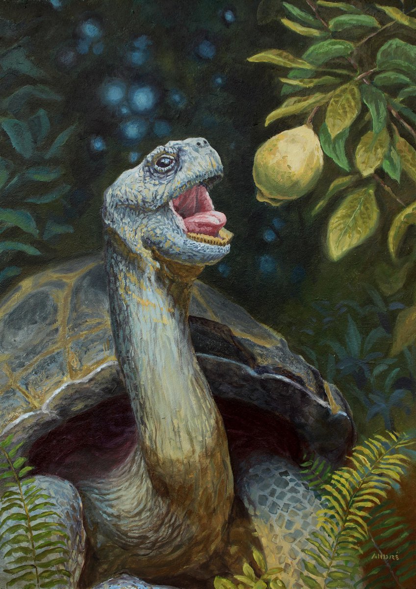 Galapagos Tortoise by Andre Mata