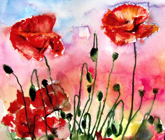 Poppies at sunset