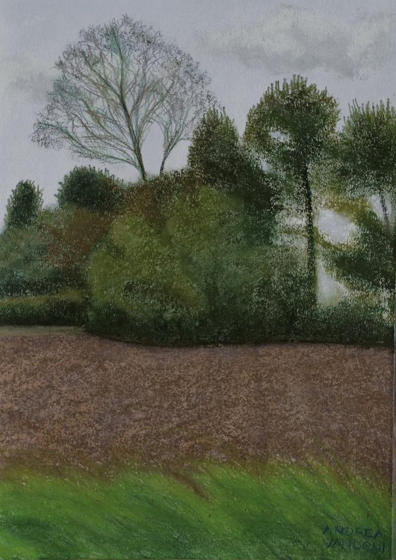 Field And Trees