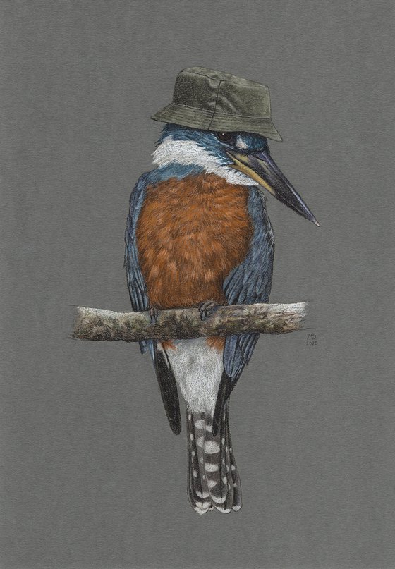 Original pastel drawing bird "Ringed kingfisher"